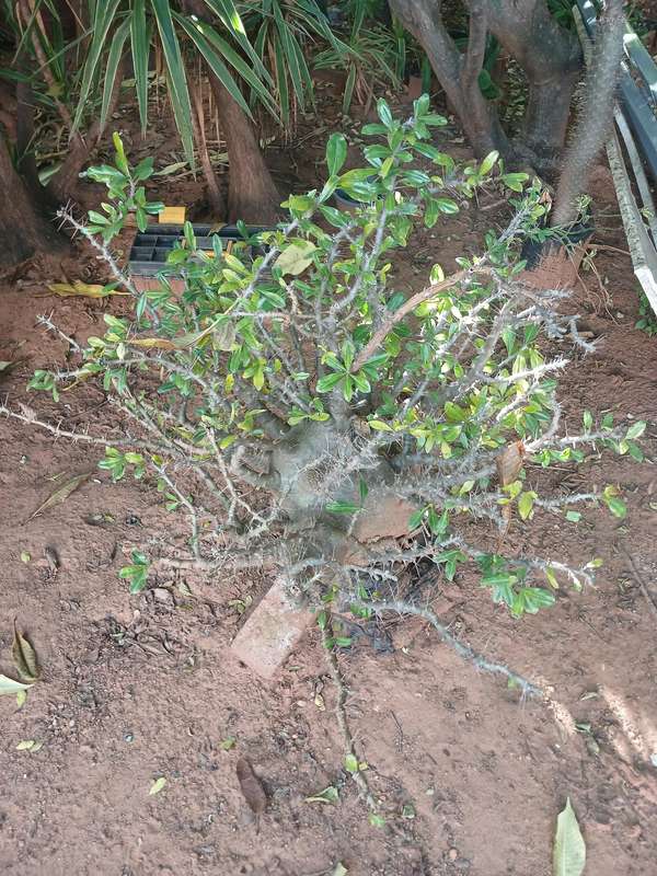 Kudu Lilly / Pachypodium saundersii