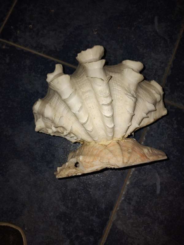 Mauritania Clam Night light shade fitting