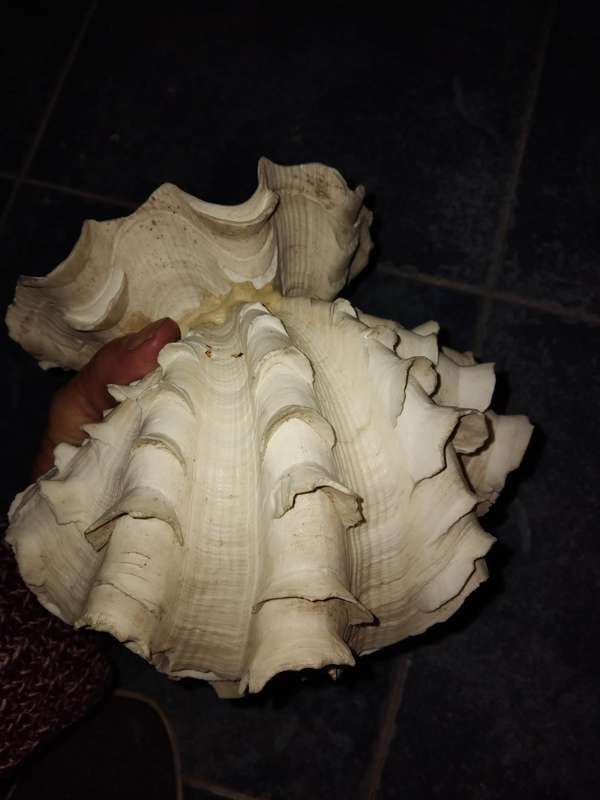 Mauritania Clam Night light shade fitting