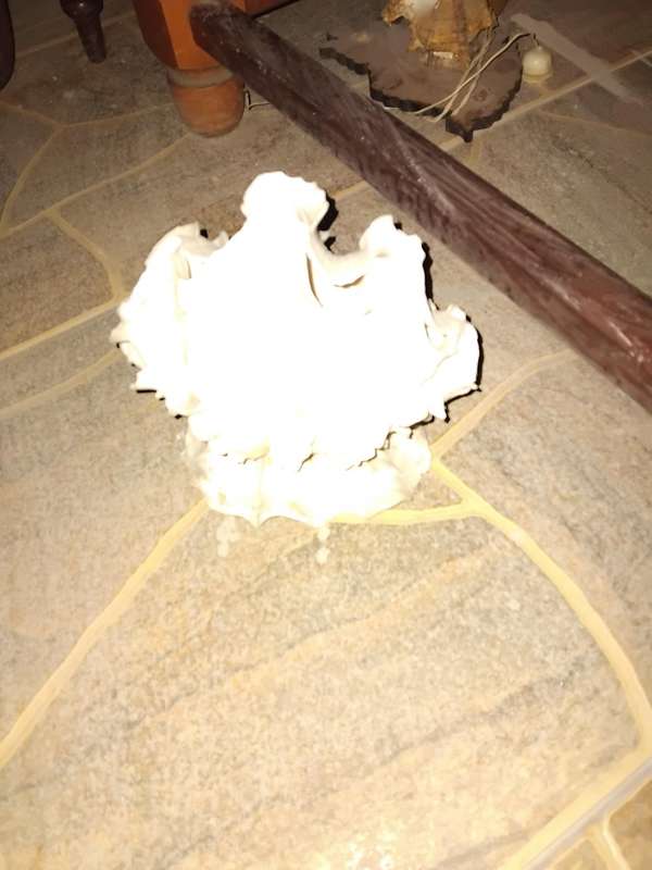 Mauritania Clam Night light shade fitting