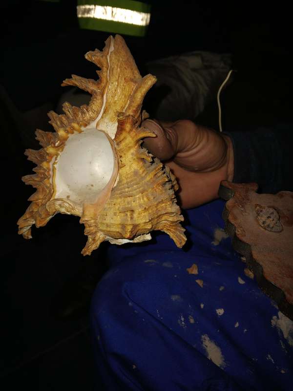 Murex Shell lamp shade includes light stand
