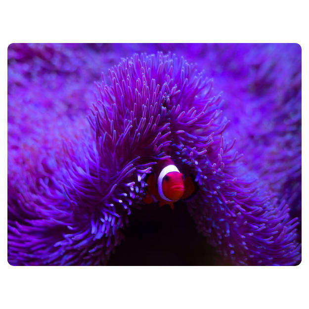 Printed Mouse Pad: Clown Fish