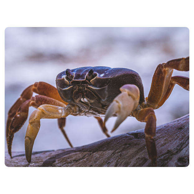 Printed Mouse Pad: Crab