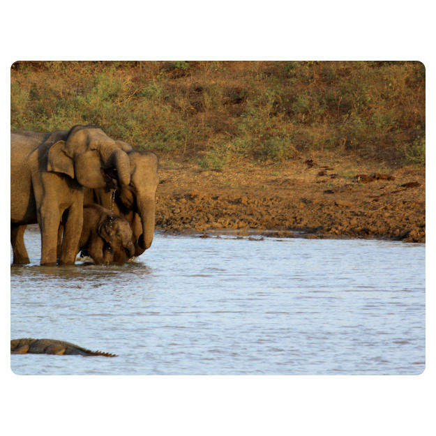 Printed Mouse Pad: Elephants