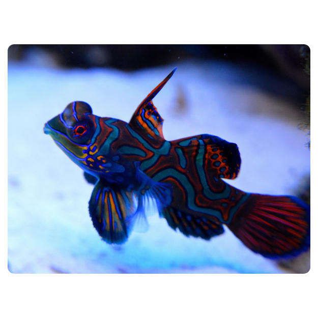 Printed Mouse Pad: Fish