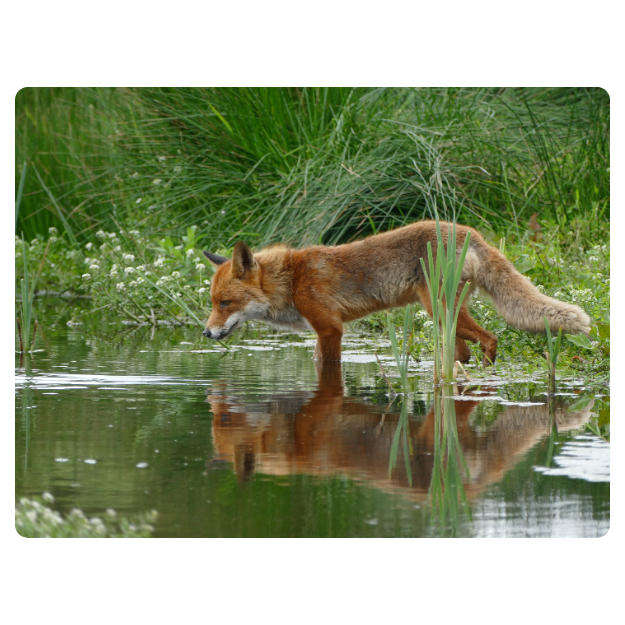 Printed Mouse Pad: Fox