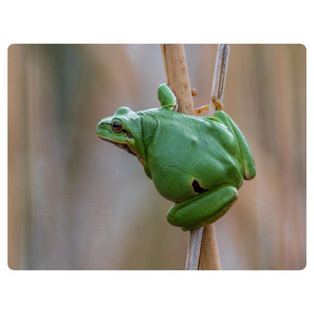 Printed Mouse Pad: Frog