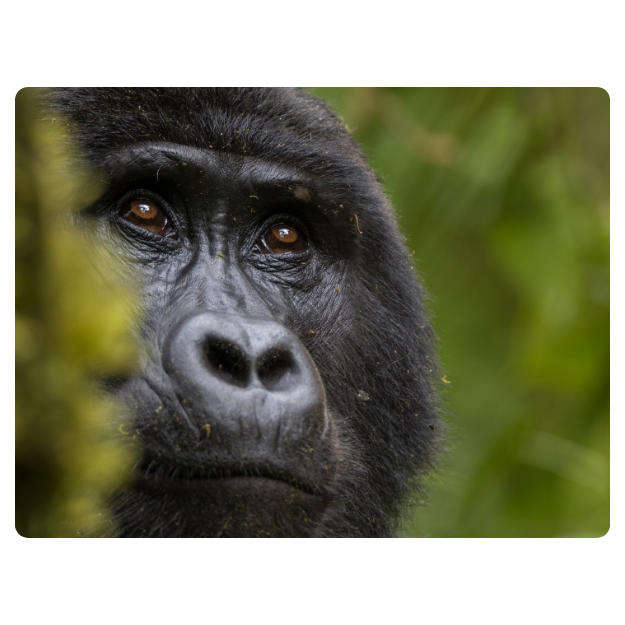 Printed Mouse Pad: Gorilla