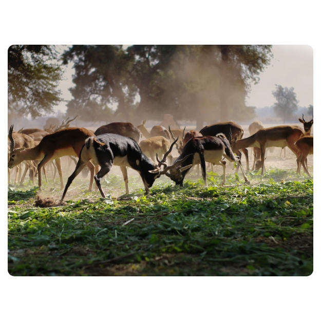 Printed Mouse Pad: Impala