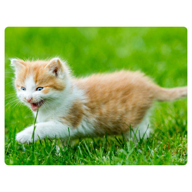 Printed Mouse Pad: Kitten