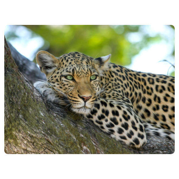 Printed Mouse Pad: Leopard
