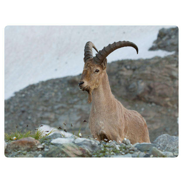 Printed Mouse Pad: Mountain Goat