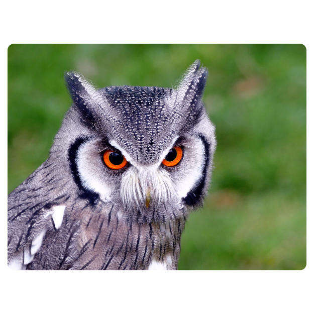 Printed Mouse Pad: Owl