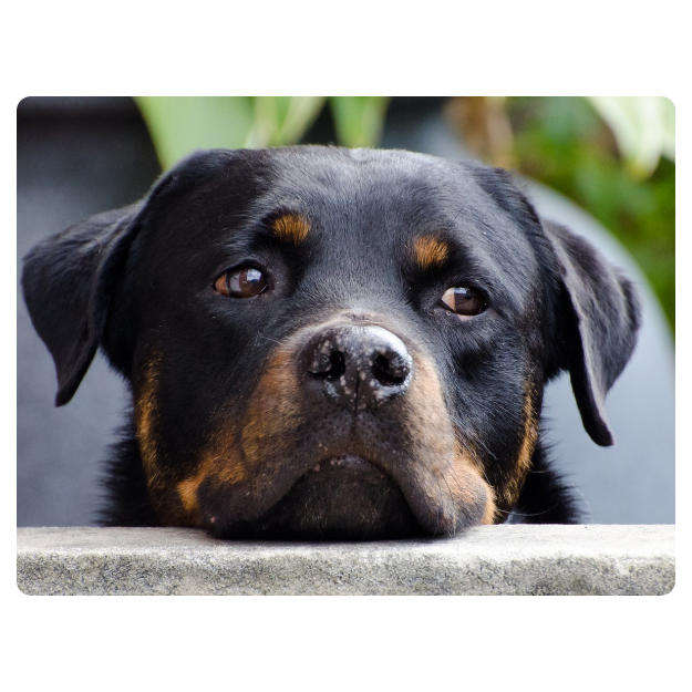 Printed Mouse Pad: Rottweiler