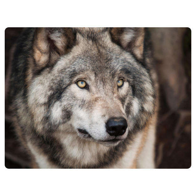 Printed Mouse Pad: Wolf