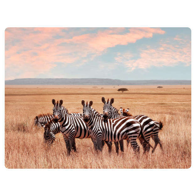 Printed Mouse Pad: Zebra