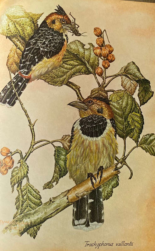 Afrifauna Africana - Norman Neumann