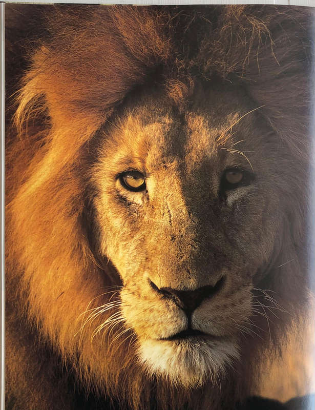KRUGER - Portrait of a National Park -David Paynter with Wilf Nussey