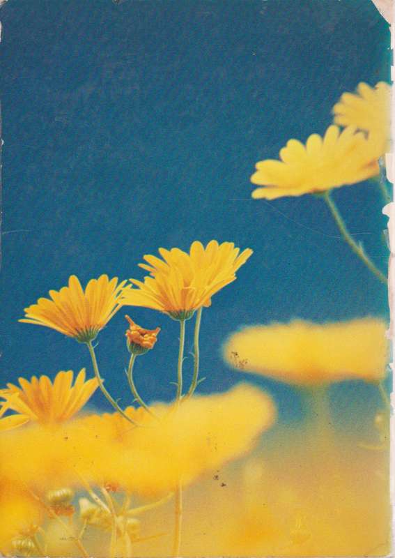 Namaqualand and Clanwilliam: South African Wild Flower Guide