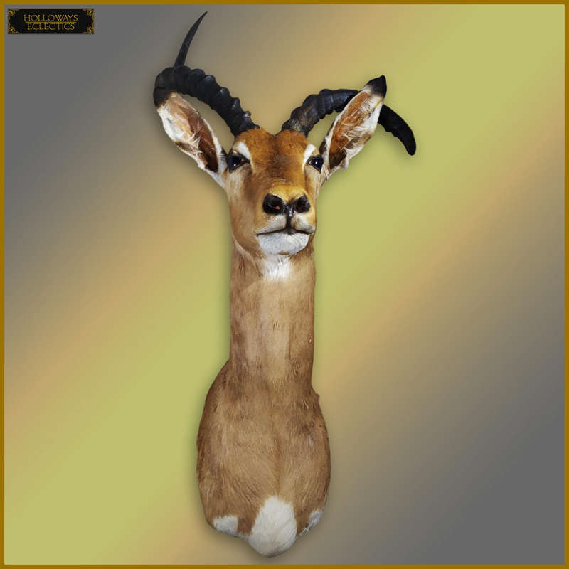 Taxidermy African Impala Head And Shoulder Mount