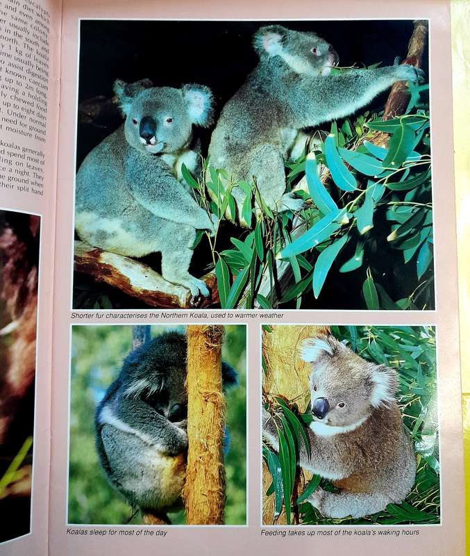 Wildlife of Australia