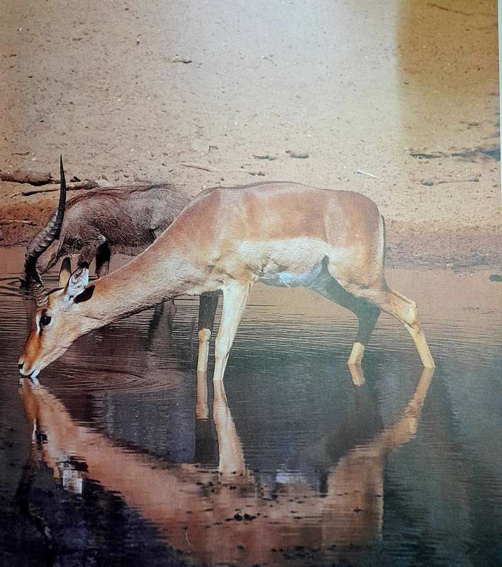 The Natural History of South Africa by David Bristow
