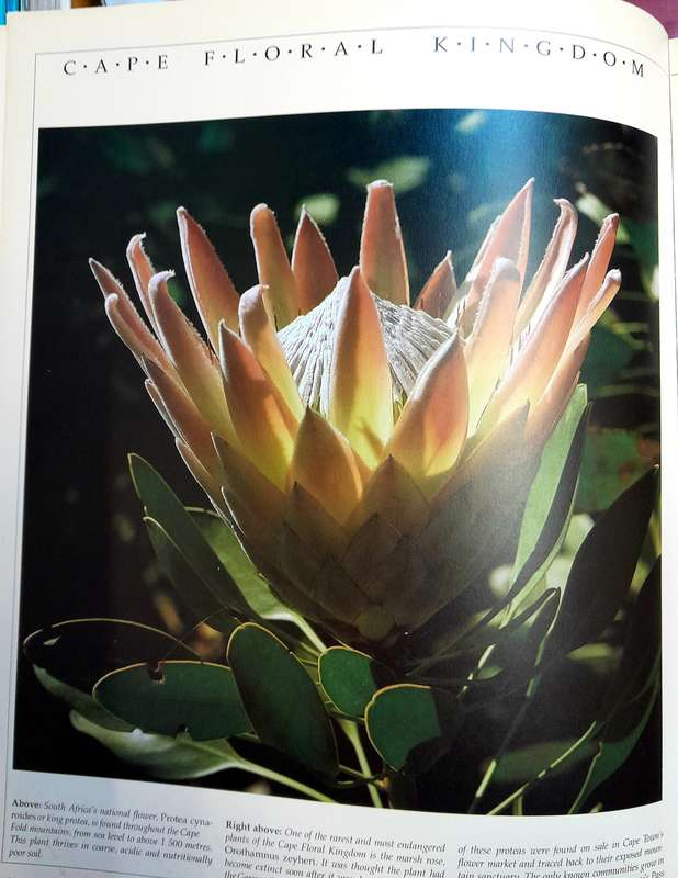 The Natural History of South Africa by David Bristow