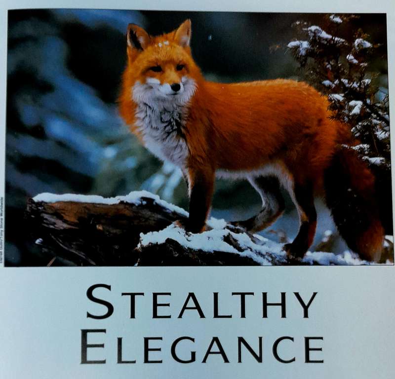 Animal World Number 68 Foxes 1 by Marshall Cavendish