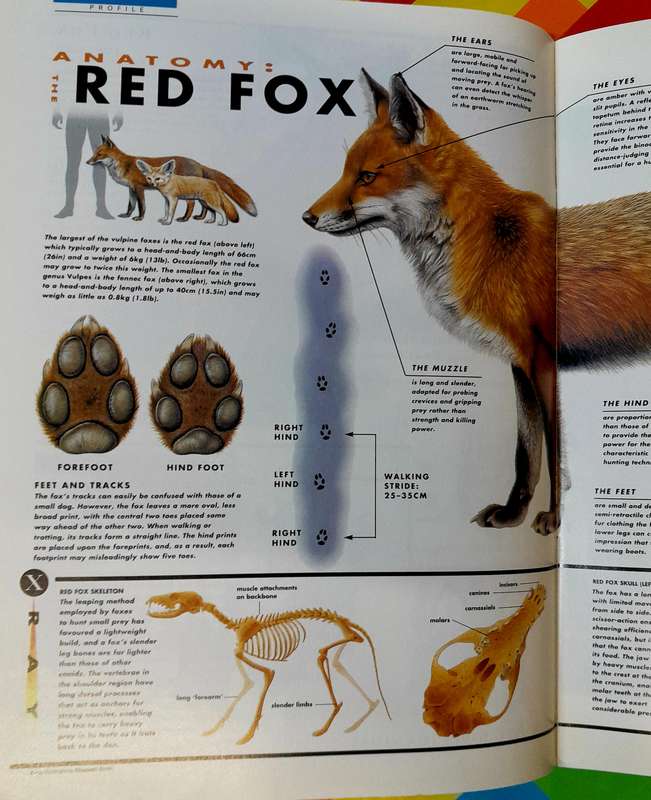 Animal World Number 68 Foxes 1 by Marshall Cavendish