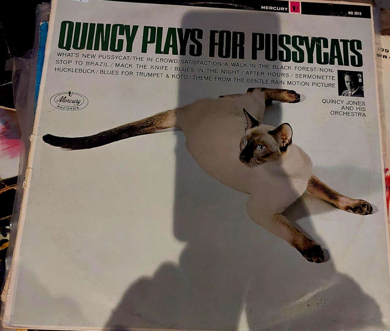 Quincy plays with pussycat