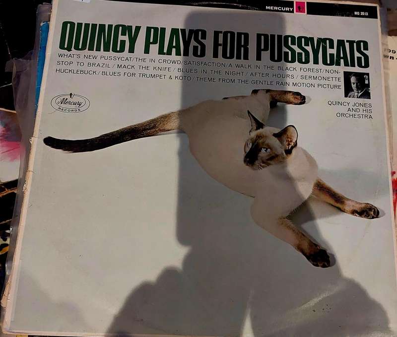 Quincy plays for pussycat