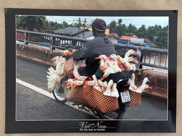 Large Postcard - Vietnam - "On the Way to market"  Unused.  2009