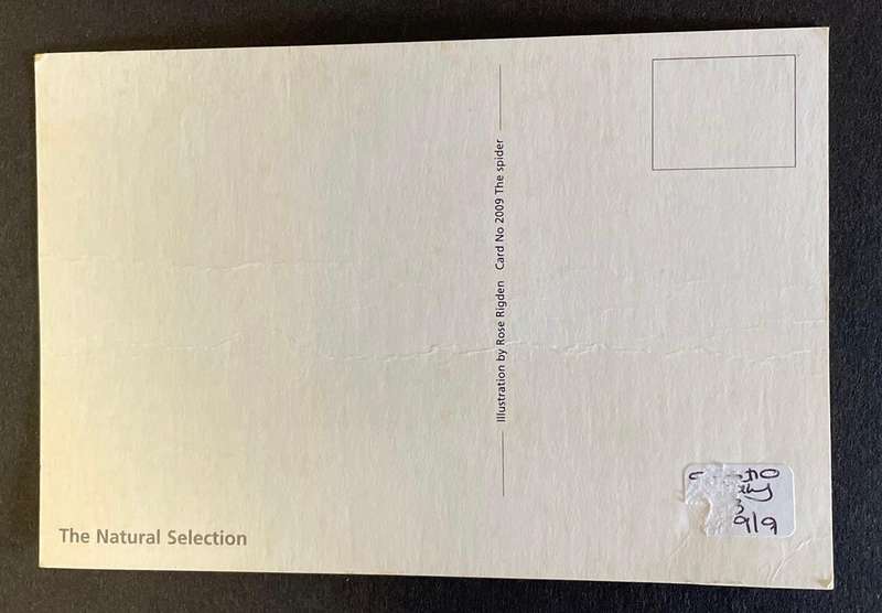 Funny Postcard - "The Spider" - Rose Rigden - South Africa