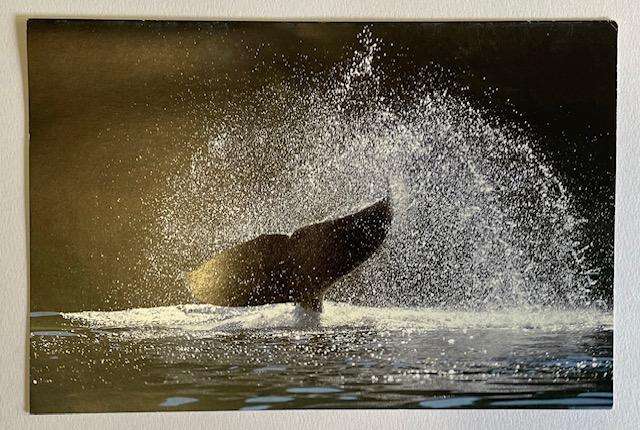 Card - Large - SPLASH DOWN- BEAUTIFUL BLANK CARD - PHOTO - ALEXANDRA MORTON  - CANADA