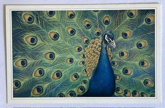 Greeting card "PEACOCK" - A vision of beauty by Lisa Halstead. Greeting card - unused