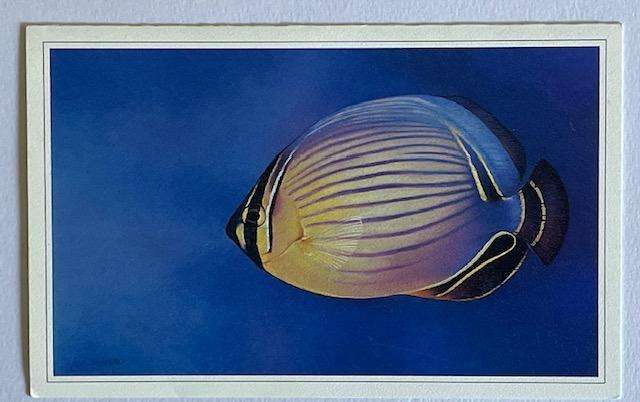 Greeting card  "BUTTERFLY FISH - Veteran of The Deep "  - by Lisa Halstead. Greeting card - unused