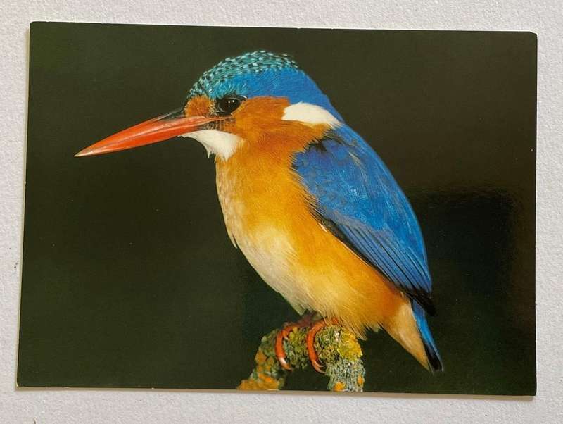 Postcard - Malachite Kingfisher - Art Publishers Durban