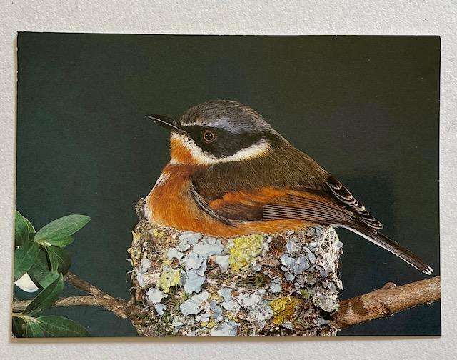 Postcard - Cape Batis - Art Publishers Durban