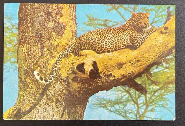Vintage postcard  - LEOPARD - photo by David Trickett - Salisbury, Rhodesia