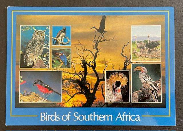 Vintage postcard - Birds of Southern Africa