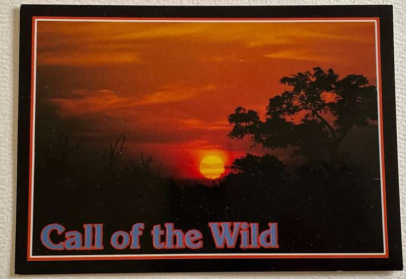 Postcard - CALL OF THE WILD - unused