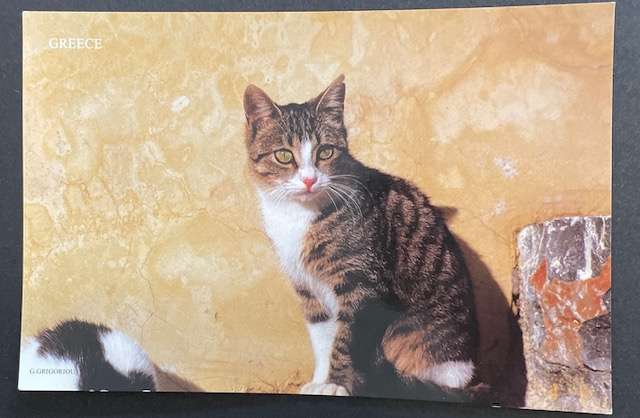 POSTCARD FROM GREECE - CAT - UNUSED.