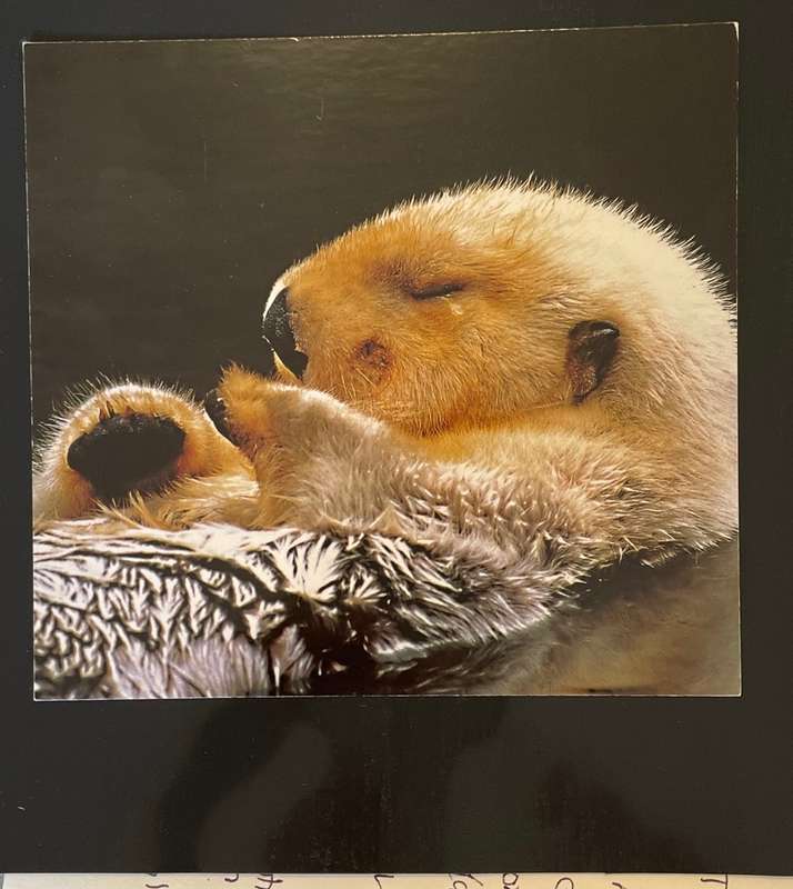 Art postcard - BABY OTTER - AMALGAME COLLECTION - PRINTED IN FRANCE #CS 510