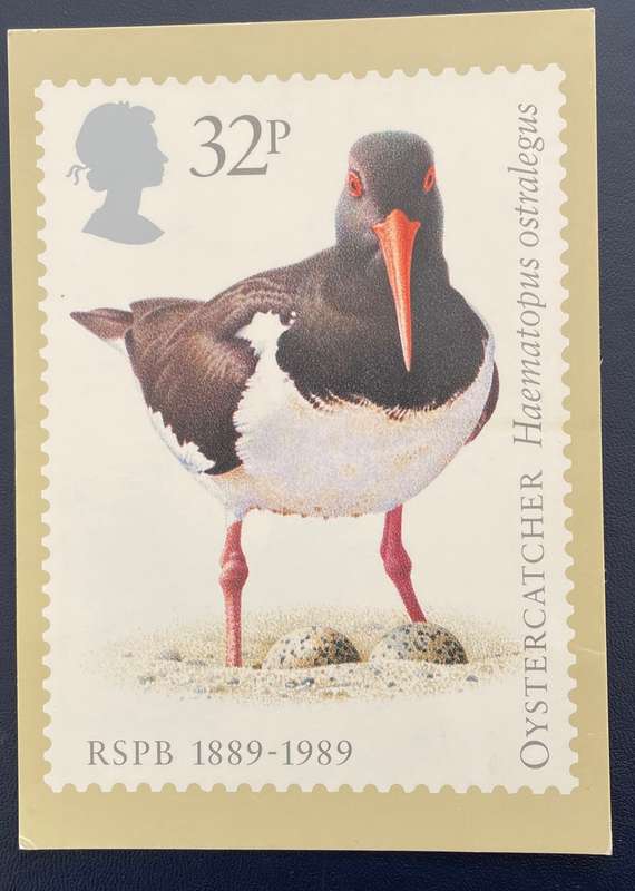 Stamp Maxi card - British Philatelic Society - BIRDS - RSPB - 1989- OYSTERCATCHER 32P MINT