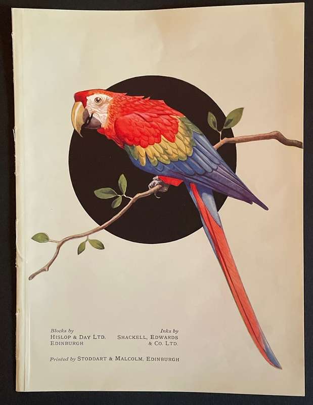 Vintage magazine / book art print "Brightly coloured parrot" by Mary Evans 1928