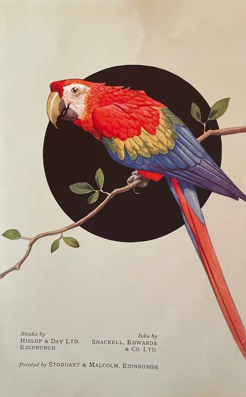 Vintage magazine / book art print "Brightly coloured parrot" by Mary Evans 1928