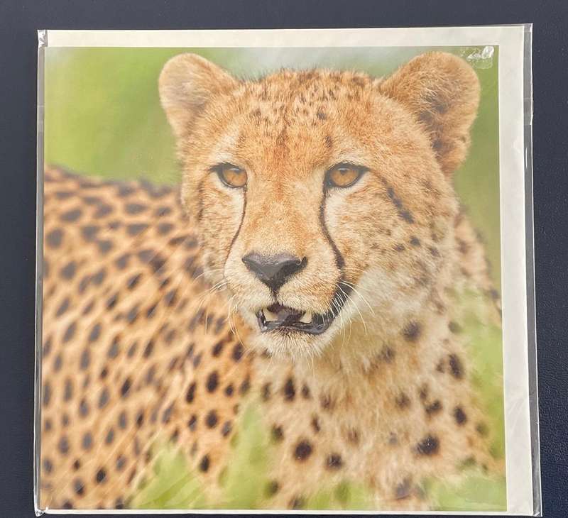 Large postcard / notelet - Cheetah - African Wildlife collection. Unused