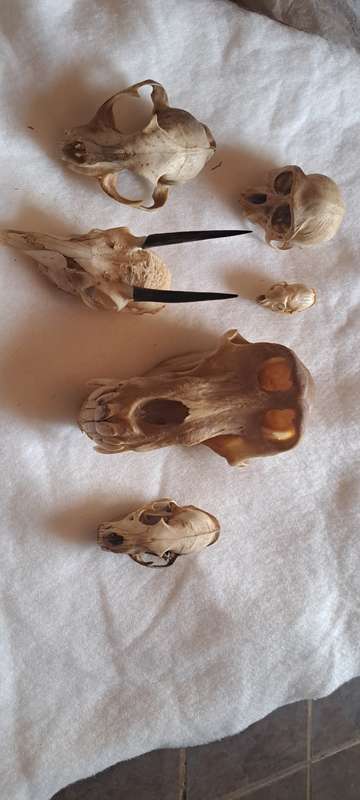 Creepy animal skull lot