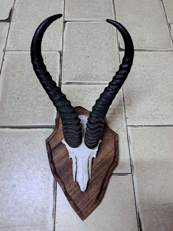 Big horn Springbok