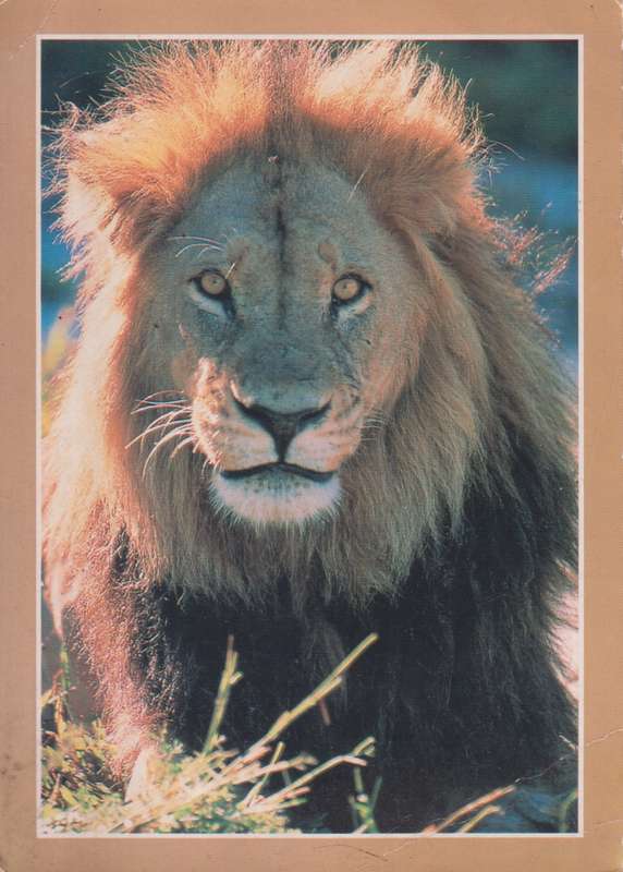 Post Cards / Maxi Card not used